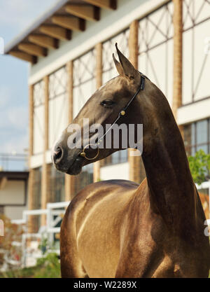 Akhal-Teke cavalli in un allevamento, Aşgabat, Turkmenistan Foto Stock