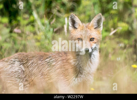 Volpe (Vulpes vulpes) Foto Stock