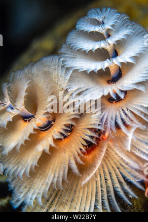 Spirobranchus giganteus, comunemente noto come albero di Natale i worm sono tubo-building polychaete worm appartenenti alla famiglia Serpulidae. Foto Stock