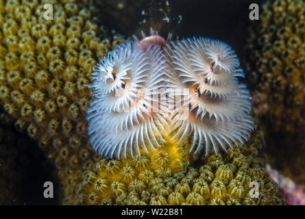 Spirobranchus giganteus, comunemente noto come albero di Natale i worm sono tubo-building polychaete worm appartenenti alla famiglia Serpulidae. Foto Stock