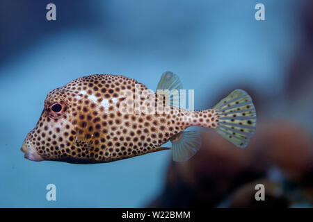 Lactophrys triqueter noto anche come smooth trunkfish, è una specie di boxfish Foto Stock