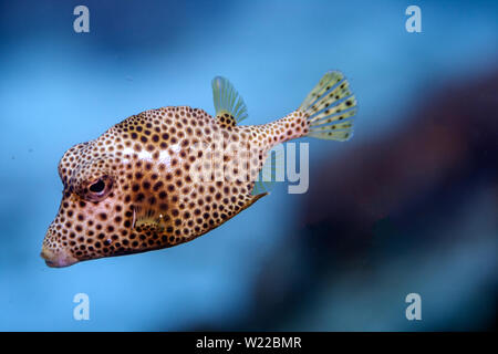 Lactophrys triqueter noto anche come smooth trunkfish, è una specie di boxfish Foto Stock