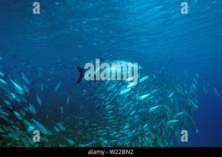 Atlantic tarpon,Megalops atlanticus è un ray-alettato di pesce Foto Stock