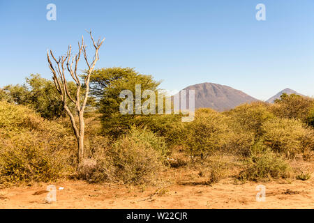 Albero morto tra gli altri alberi morenti dalla siccità, Namibia Foto Stock