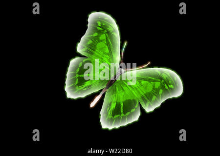 Incandescente farfalla colorata isolati su sfondo nero Foto Stock