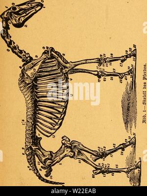 Immagine di archivio da pagina 12 del Das pferdebuch des amerikanischen agricoltori. Das pferdebuch des amerikanischen agricoltori daspferdebuchdes00hoff Anno: 1917 er essere örterbau§ $ferbc.§. 9 Foto Stock