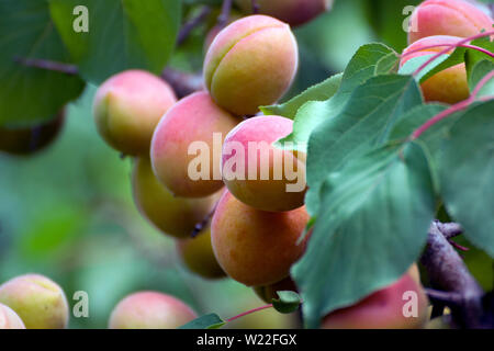 Fresche albicocche appeso nella struttura. Foto Stock