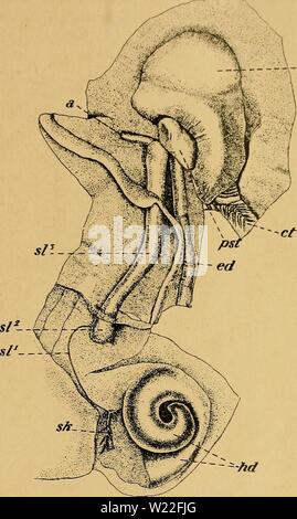Immagine di archivio da pagina 14 di Das Urogenitalsystem von Ampullaria gigas Foto Stock