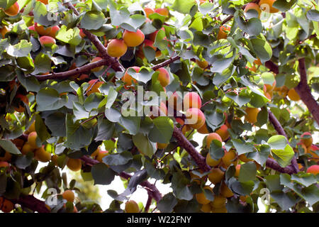 Fotografia di un albero di albicocche pieno di albicocca matura e foglie verdi. Foto Stock