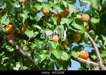 Fresche albicocche appeso nella struttura in una soleggiata giornata estiva. Foto Stock