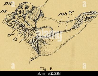 Archivio immagine dalla pagina 15 della Das Urogenitalsystem von Ampullaria gigas Foto Stock