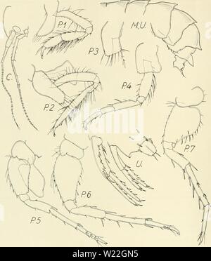 Immagine di archivio da pagina 15 del Danish Ingolf-spedizione (1899-1953). Il danese Ingolf-expedition danishingolfex3DPT13daniuoft Anno: 1899-1953 CRUSTACEA MALACOSTRACA VIII (AMPHIPODA IVI Fig. 2. Nototropis (smitti?). "Thor" San 78, 1904. (Fino a 200 m) ad est della Groenlandia e trovare i seguenti differiscono- meeting (ma mi danno i disegni di tutti gli arti). Rostro più robusto e apicalmente più smussato. La falda sotto gli occhi più ampio di profonda e posteriormente definito da un incavo rettangolare (come nei campioni da est della Groenlandia); per la Sars la figura la falda è più profonda di quanto ampia e la tacca di acuto un Foto Stock