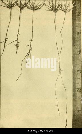 Immagine di archivio da pagina 16 di smorzamento-off in vivai forestali (1921). Lo smorzamento-off in vivai forestali dampingoffinfore00hart Anno: 1921 DAMPlXti-Ol F IX vivai forestali. 13 di piantine che avevano ceduto allo smorzamento-off dopo la nascita sono stati ridotti di una percentuale sulla base del numero indicato di validi sec.è. ed essi vengono confrontati direttamente nelle colonne 6 e 7 della tabella I. a tre dei vivai i dati della stessa specie di pino e con lo stesso trattamento sono stati mediati. I dati in tabella 1 non indicano alcuna regolarità sia in misura di perdita prima di emergere, la perdita dopo emerge Foto Stock