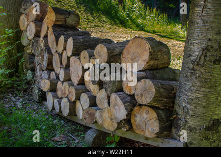 Le risorse energetiche della struttura di taglio di tronchi per legna da ardere impilati tra due alberi Foto Stock