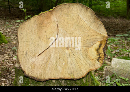 Sezione trasversale del tronco segato di un comune albero di cenere, che mostra gli anelli annuali e raggi Foto Stock