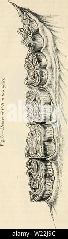 Archivio immagine dalla pagina 19 alla dentizione come indicativo della Foto Stock