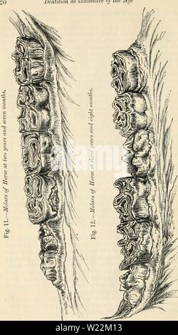 Archivio immagine dalla pagina 23 alla dentizione come indicativa del. Dentizione come indicativo dell'età degli animali della fattoria dentitionasindic00browrich Anno: 1895 dentizione come indicativo dell'età Foto Stock