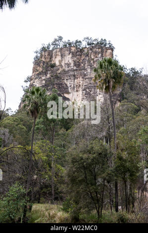 Le alte scogliere di arenaria e la foresta di eucalipti di una mescola di gomma blu alberi in Carnarvon Gorge National Park negli altipiani centrali del Queens Foto Stock