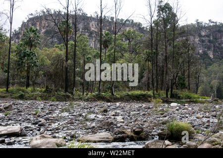 Le alte scogliere di arenaria sopra Carnarvon Creek nella foresta di eucalipti nell'Carnarvon Gorge National Park negli altipiani centrali del Queensland ho Foto Stock