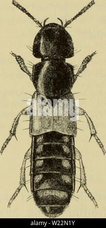 Immagine di archivio da pagina 101 di Danmarks fauna; illustrerede haandbøger oltre. Danmarks fauna; illustrerede haandbÃ'ger su den danske dyreverden.. danmarksfaunaill58dans l'anno: 1907 98 2. San ful vip es Scop. Lasciate kendelig ])Ã¥ farven, forma hovedets og bagkroppens behÃ¥anello. Ordina, forkroppen med blÃ¥ligt eller grÃ'nligt metalskÃ¦r, asta folehornenes og endeled samt benene rÃ'dgule eller brungule; 5. frie rygled fortil med en allevati gylden hÃ¥rplet. Hoved og pronotum tÃ¦t og kraftigt navle- punkterede, tindingerne kortere meget fine Ã'jet. VingedÃ¦k- kerne fint og tÃ¦t rynket-punkLerede, ret matte. Foto Stock