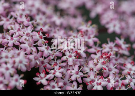 I cluster di rosa di schiumosa di fiori di Sambucus nigra f. porphyrophylla Black Beauty, pizzo nero Foto Stock