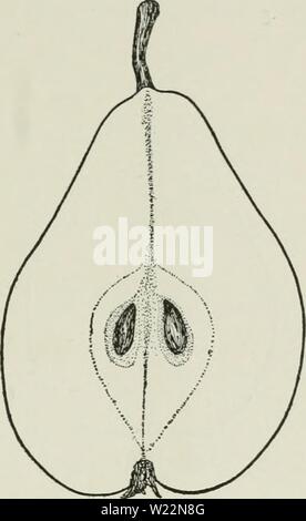 Immagine di archivio da pagina 102 di dell'enciclopedia di hardy frutti (1922). Dell'enciclopedia di hardy frutti cyclopediaofhar00hedr Anno: 1922 BEURRE CLAIRGEAU BEURRE DIEL 79 questi caratteri essendo interamente a differenza di qualsiasi altro pera. La forma è piriforme con un lungo collo troncoconico, perfettamente simmetrica e ONU- eguagliato in trimness di contorno. Il colore è un oscuro ricco overspread giallo con cannella russet con qua e là un punto della massa giallo colore visibile. La qualità è molto buono " o " migliori,' Seckel da solo superando come un dessert di frutta. La carne è tenera e il punto di fusione o quasi burrosa, molto ju Foto Stock