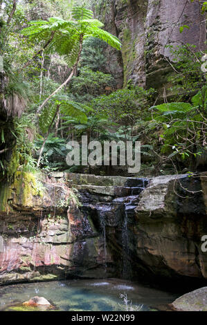 Il muschio giardino cascata è la prima attrazione che gli scuotipaglia visita durante la loro lunga passeggiata lungo il torrente Carvarvon nella foresta pluviale, parte di Foto Stock