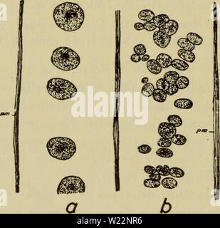 Immagine di archivio da pagina 103 di Danmarks fauna; illustrerede haandbøger oltre. Danmarks fauna; illustrerede haandbøger su den danske dyreverden.. danmarksfaunaill51dans l'anno: 1907 100 Periderm, der mi Reglen er inkrusteret Slampartikler med, ofte som delvis skjuler de 8 Raekker af middelstore Nemathybomer. 16 Dieci- takler (meget sjaeldent 12?). Mesenteriernes Retraktorer i den øvre Del af Kønsregionen med ca. 13 - 18 Cartella. Parietalmusklerne med faa til temmelig talrige cartella; deres Udbredelse paa Krop- vaeggen middelmaadig til betydelig. Nemathybomernes Nematocyster dels 36 - 86X4,5 - 5, dels Foto Stock