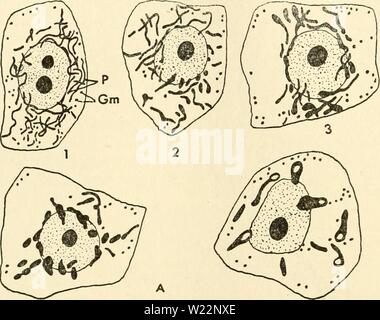 Immagine di archivio da pagina 103 del citoplasma dell'impianto. Il citoplasma della cellula vegetale cytoplasmofplant00guil Anno: 1941 Guilliermond - Atkinson - 88 citoplasma MOTTIER (1918) si constata che le cellule vegetali contenenti la clorofilla costantemente racchiudere plastidi e chondriosomes quale macchia nello stesso modo. In celle meristematica di fanerogame egli trova queste due categorie di elementi hanno la stessa forma e sono molto diffi- Foto Stock