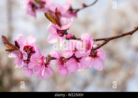 Blossoms del Prunus persica pesco Foto Stock