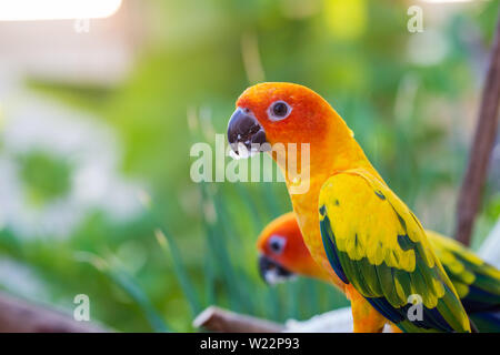 Bella parrot,sun conure Foto Stock