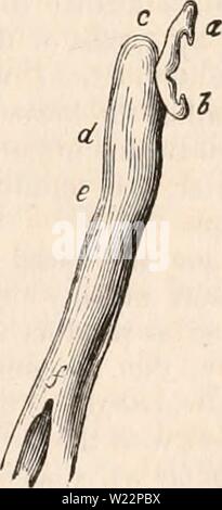 Immagine di archivio da pagina 104 della encyclopaedia - Wikizionario di anatomia e Foto Stock