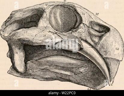 Immagine di archivio da pagina 104 della encyclopaedia - Wikizionario di anatomia e Foto Stock