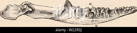 Immagine di archivio da pagina 106 della encyclopaedia - Wikizionario di anatomia e Foto Stock