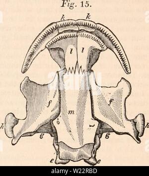 Immagine di archivio da pagina 107 della encyclopaedia - Wikizionario di anatomia e Foto Stock