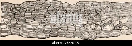 Immagine di archivio da pagina 107 della encyclopaedia - Wikizionario di anatomia e Foto Stock