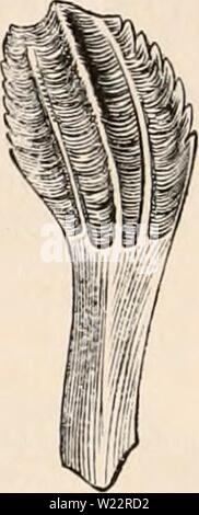 Immagine di archivio da pagina 107 della encyclopaedia - Wikizionario di anatomia e Foto Stock