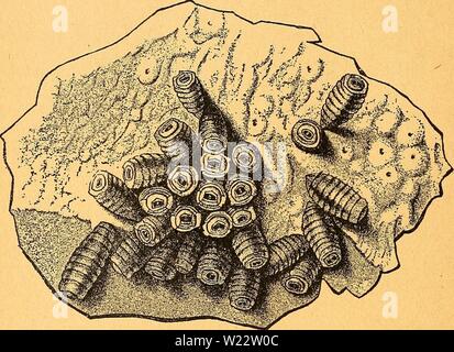 Immagine di archivio da pagina 111 di Das pferdebuch des amerikanischen agricoltori. Das pferdebuch des amerikanischen agricoltori daspferdebuchdes00hoff Anno: 1917 104 un§ 515ferbe£)uc6 beS fairnttS aTncrtJontfcöen. folce iaile, toettn üBeraut fte je borgefommen, äufeerft felteit. S5en Sorben iütrb al§ rQn]E)iet§urfad)e getDÖI)nIic äu grofeeS etoidt Bei= gelegt; löfen fte fic, trenn fte boHe ilire röfee erreicEit Ificiöen, bon fettft unb geilen mit bem cantato ab. Slraneien, burd£) toelde bte 3abb. 26-Bil EinB" PfErbemagcna mit BrEmfBttlaröEtt (BOT). "OtS" bon hen SOagentbänben gelöft icerben könnten, tnü Foto Stock