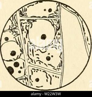 Immagine di archivio da pagina 111 del citoplasma dell'impianto. Il citoplasma della cellula vegetale cytoplasmofplant00guil Anno: 1941 Guilliermond - Atkinson - 96 - citoplasma ma queste sono rare e quasi schematicamente esempi. Nella maggior parte dei casi è assolutamente impossibile tra gli elementi che consti- tute Il condrioma in cellule del meristema per distinguere quelli che diventeranno plastidi da quelle che rimarrà inattivo, Foto Stock