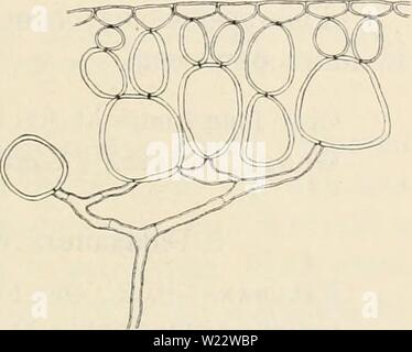 Immagine di archivio da pagina 112 di Dansk botanisk arkiv (1913-1981). Dansk botanisk arkiv danskbotaniskark03dans l'Anno: 1913-1981 F. Børgesen: Rhodophyceae danese W. Indie. 105 seleziona distribuzione da Ørsted. San gen.: Coral Bay e nel suono tra san Tommaso e San Jan vicino l'isola San Giacomo. Geogr. Distrib.: West Indies. Sezione III. Euffalaxauva (Dcsne Kjellm). 8. Cralaxaura fragilis (Lamk.) Kütz. KüTziNG, spec, p. 530. Kjellman, F. R., Floridé-slagtet Galaxaura, p. 60. Dichotomaria fragilis Lamk. Lamarck, J., Histoire Naturelle des ani- Maux Sans vertebres, t. II, 1816, p. 145. Il campione Foto Stock