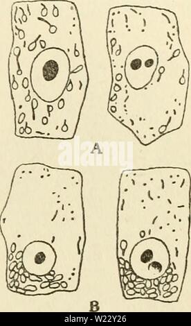 Immagine di archivio da pagina 116 del citoplasma dell'impianto. Il citoplasma della cellula vegetale cytoplasmofplant00guil Anno: 1941 Capitolo X - 101 - la dualità del Ghondriome cellule che abbiamo studiato e il chondriosomes di Saprolegnia mostrano esattamente la stessa di rifrangenza. Leggermente superiore a quella del citoplasma, questo rifrattività, sebbene molto leggera, consenta ancora il chondriosomes per essere adeguatamente visto. Sotto il ultramicroscope le due categorie di elementi di cellule epidermiche e del chondrio- somes di Saprolegnia sono distinguibili solo sotto condizioni molto favorevoli. Quando è visibile, essi Foto Stock