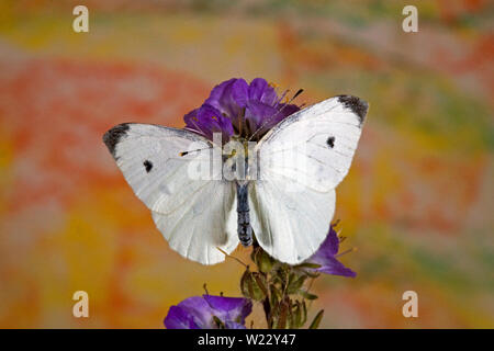 Ritratto di un comune il cavolo bianco Butterfly Foto Stock