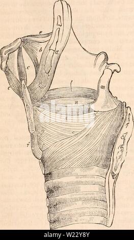 Immagine di archivio da pagina 117 della encyclopaedia - Wikizionario di anatomia e. Il encyclopaedia - Wikizionario di anatomia e fisiologia cyclopdiaofana03todd Anno: 1847 104 normale anatomia della laringe. articolazione. La cartilagine della tiroide è unito al os hyoides da tre legamenti: mid- dle e due laterali. 1st. Il ligamentum thyro-hyoideum media è un lax tessuto giallo derivanti dal margine superiore della tiroide, e inserito nel margine interno del os hyoides : essa è più spessa e più fitta in corrispondenza della sua parte mediana; i suoi bordi laterali sono coinvolti con la circostante la membrana cellulare. La superficie anteriore nella sua Foto Stock