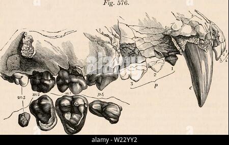 Immagine di archivio da pagina 119 della encyclopaedia - Wikizionario di anatomia e Foto Stock