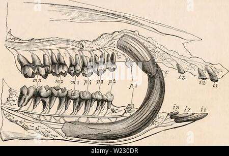 Immagine di archivio da pagina 120 della encyclopaedia - Wikizionario di anatomia e Foto Stock