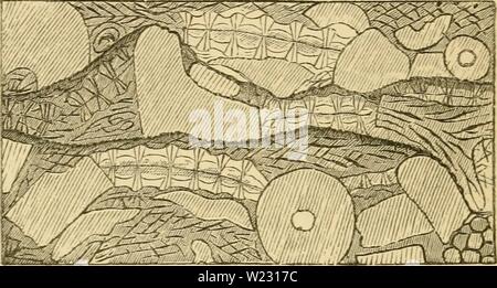 Immagine di archivio da pagina 123 di aurora di vita essendo l. Aurora di vita: essendo la storia dei più antichi noti resti fossili, e il loro rispetto al tempo geologico e allo sviluppo del regno animale dawnoflifebeingh00Daw Anno: 1875 98 l alba della vita. È da un sketcli dal dottor Carpenter e richiudersi il delicato canali parzialmente riempito con calcite come chiara e Fig. 23. Fetta di cristallina Silurian inferiore calcare; sJiouinj CrinoidSf briozoi e coralli in frammenti. Foto Stock