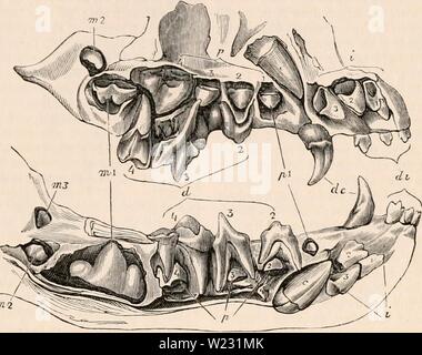 Immagine di archivio da pagina 124 della encyclopaedia - Wikizionario di anatomia e Foto Stock