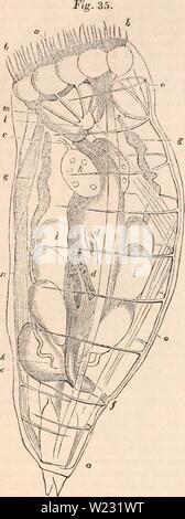 Immagine di archivio da pagina 125 della encyclopaedia - Wikizionario di anatomia e. Il encyclopaedia - Wikizionario di anatomia e fisiologia cyclopdiaofana01todd Anno: 1836 110 regno animale. attorno alla parte anteriore del corpo. Essi sono denominati rotifera dall'aspetto di ruote girevoli prodotto dal rapido sposta- mento delle ciglia disposto attorno alla bocca. Uno di questi minuti ruota-animalcules, il hydatina senta, è rappresentato molto ingrandita nella maschera. 35, dove la bocca (a) è circondato con lunghe ciglia vibratile (b 6). L'esofago (c) porta ad una capiente stomaco (&LT;/), che diventa una stretta intestino belo Foto Stock