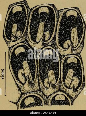 Immagine di archivio da pagina 126 di Danmarks fauna; illustrerede haandbøger oltre. Danmarks fauna; illustrerede haandbøger su den danske dyreverden.. danmarksfaunaill46dans l'anno: 1907 121 nemmelig ho Koloniens Midte, Cartella uregelmaessige og Knolde. En anden Vaekstform, som kun optraeder, hvor er Vandet nogenlunde sale, danner sirlige, grenede figura eller Netvaerk. Zoøciernes vigtigste Saerkende er det per- kalkede, kridhvide Laag, mens Zoøciernes formare og Foto Stock
