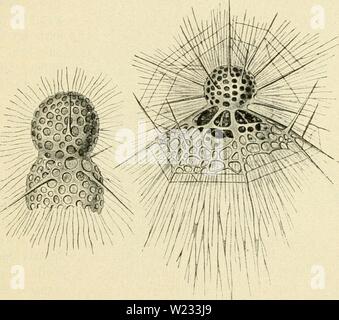 Immagine di archivio da pagina 130 di Das süsswasser-plancton; einführung in die. Das süsswasser-plancton; einführung in die freischwebende organismenwelt , Unserer teiche, flüsse und seebecken dasssswasserpl00zach Anno: 1911 XX. ®ag 05canif(c Panfton. 121 Präparate öon baer fomtte (5. §Aerfel, ber ftc befattntlic auf§ eingeenbfte mit biefen Crganimen befcäftigt f)a, bitüeilen 50 neue Wirten uitterjceibett. erfelbe i$o(d)er I)a aud) bie SfJabio (ber arienaubeute ßf)aüenger@£pebition bearbeitet. Unter 93erüc firf)tigung ber auf biefer i5o(d)ung"faf)rt gefammetten cfjUdproben unb noc anbertüeitig ho Foto Stock